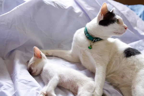 Kätzchen Katze Niedlich Tier Haustier Hintergrund — Stockfoto