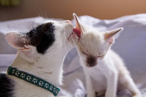 Gatinho Gato Bonito Animal Estimação Fundo — Fotografia de Stock