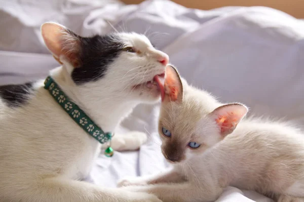 Gatinho Gato Bonito Animal Estimação Fundo — Fotografia de Stock