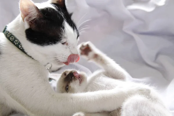 Gatinho Gato Bonito Animal Estimação Fundo — Fotografia de Stock