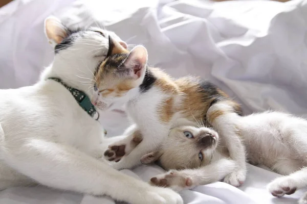 Gatinho Gato Bonito Animal Estimação Fundo — Fotografia de Stock