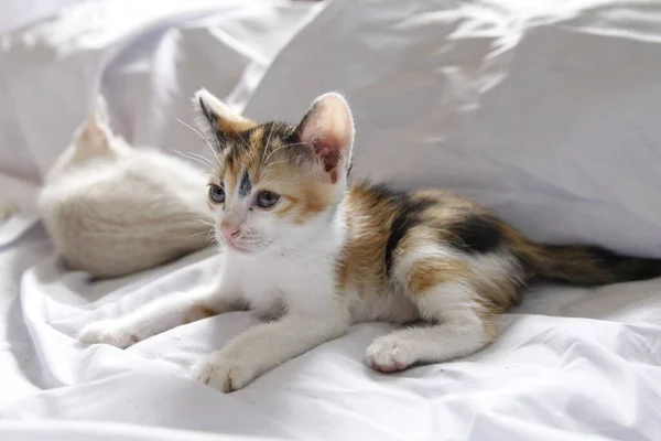 子猫猫かわいい動物ペットの背景 — ストック写真