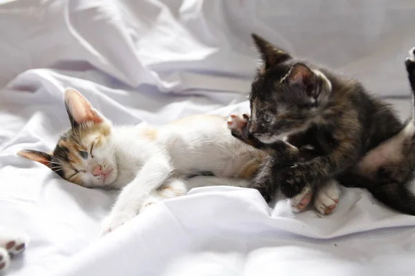 Kätzchen Katze Niedlich Tier Haustier Hintergrund — Stockfoto