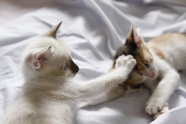 Kätzchen Katze Niedlich Tier Haustier Hintergrund — Stockfoto