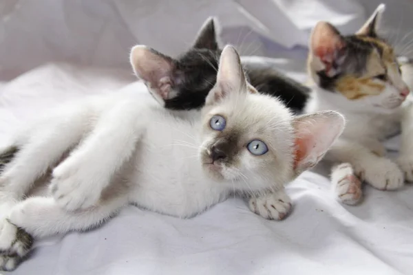 Gattino Gatto Carino Animale Domestico Sfondo — Foto Stock