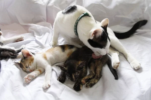Gatito Gato Lindo Animal Mascota Fondo —  Fotos de Stock