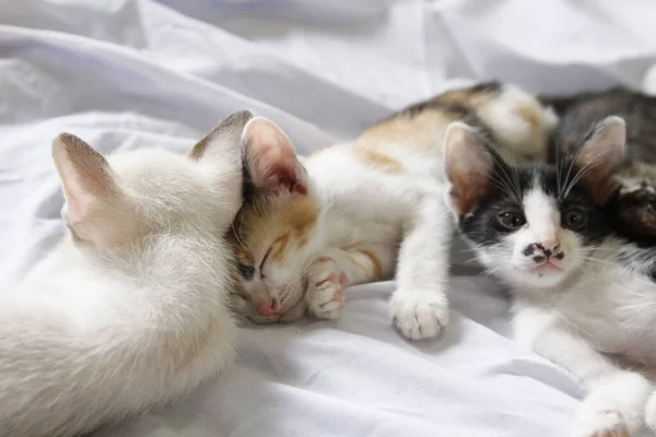 Kitten Cat Cute Animal Pet Background — Stock Photo, Image