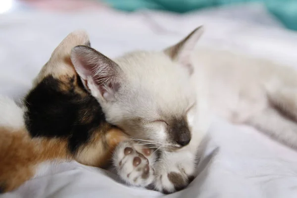 Γατάκι Γάτα Χαριτωμένο Ζώο Κατοικίδιο Ζώο Φόντο — Φωτογραφία Αρχείου