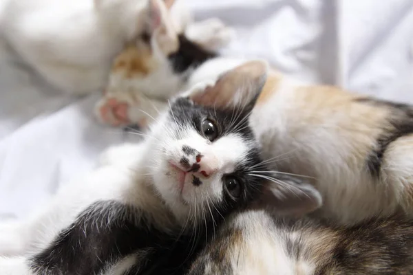 Gatinho Gato Bonito Animal Estimação Fundo — Fotografia de Stock