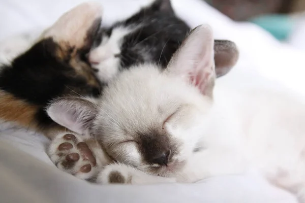 Gatinho Gato Bonito Animal Estimação Fundo — Fotografia de Stock