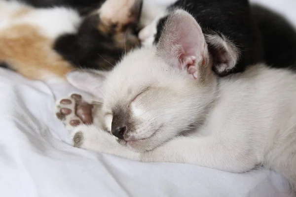 Kätzchen Katze Niedlich Tier Haustier Hintergrund — Stockfoto