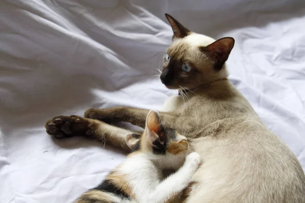 Gatinho Gato Bonito Animal Estimação Fundo — Fotografia de Stock