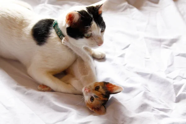 Gatito Gato Lindo Animal Mascota Fondo — Foto de Stock