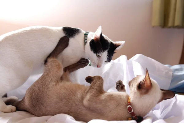 Gatinho Gato Bonito Animal Estimação Fundo — Fotografia de Stock