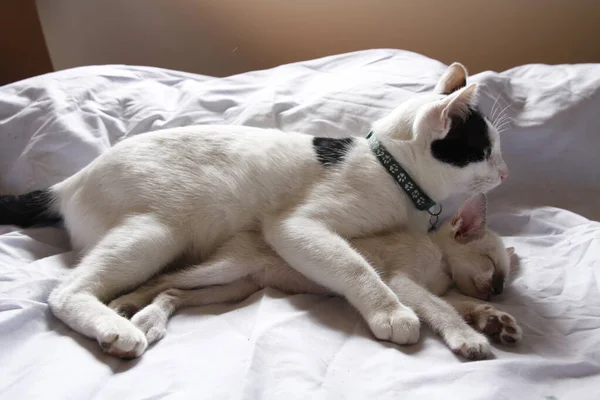 Gatinho Gato Bonito Animal Estimação Fundo — Fotografia de Stock