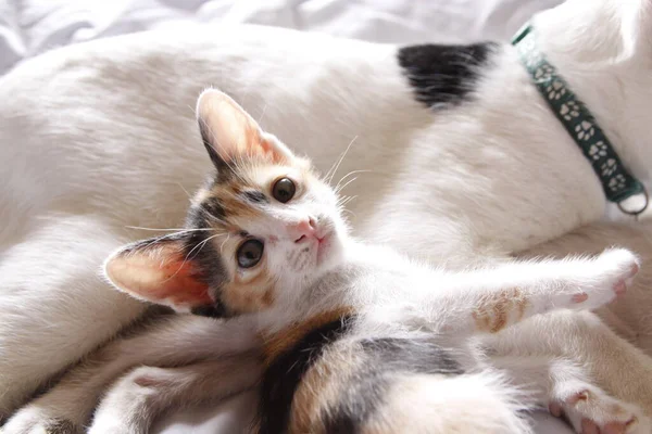 Kitten Kočka Roztomilé Zvíře Pet Pozadí — Stock fotografie