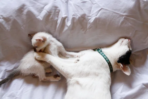 Gatinho Gato Bonito Animal Estimação Fundo — Fotografia de Stock