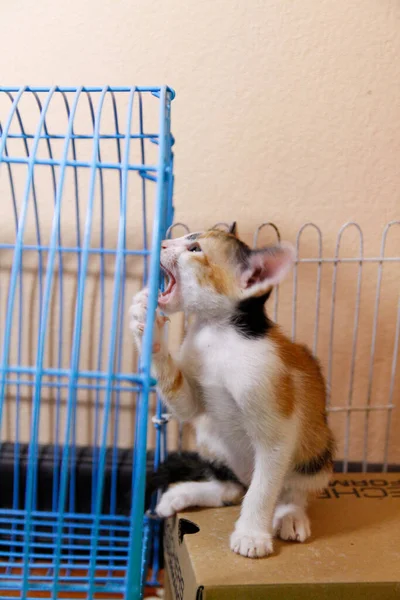 Gatinho Gato Bonito Animal Estimação Fundo — Fotografia de Stock