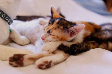 Yavru kedi sevimli hayvan arka planı 