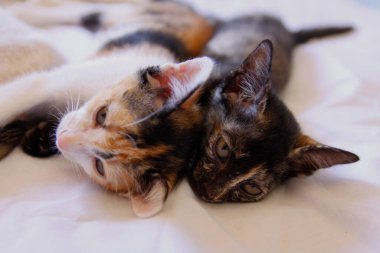 Yavru kedi sevimli hayvan arka planı 