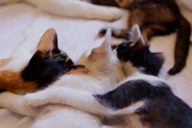 Yavru kedi sevimli hayvan arka planı 