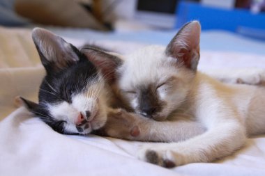 Yavru kedi sevimli hayvan arka planı 