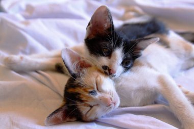 Yavru kedi sevimli hayvan arka planı 