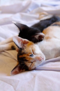 Yavru kedi sevimli hayvan arka planı 