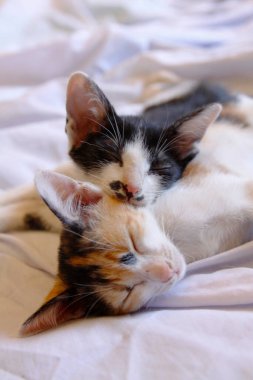 Yavru kedi sevimli hayvan arka planı 