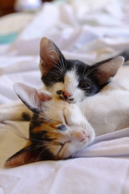 Yavru kedi sevimli hayvan arka planı 