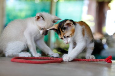 Yavru kedi. Sevimli hayvanlar. Evcil hayvan. 