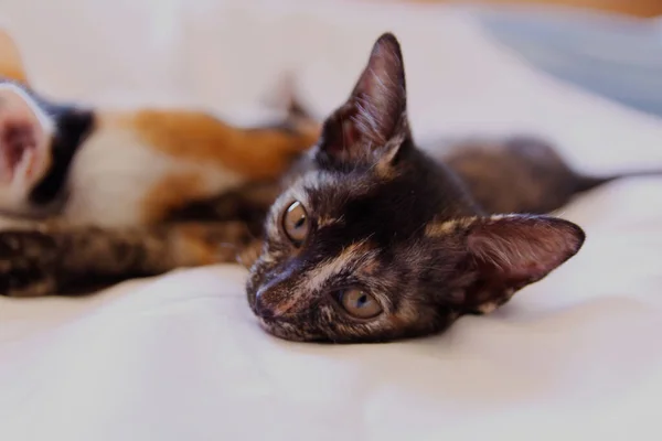 Gatinho Gato Bonito Animal Estimação Fundo — Fotografia de Stock