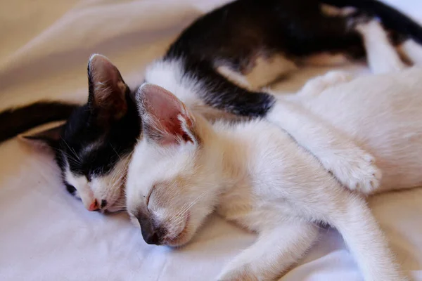 Gatinho Gato Bonito Animal Estimação Fundo — Fotografia de Stock