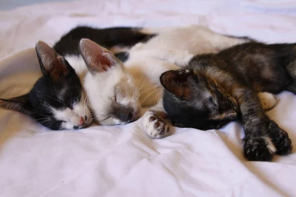 Kätzchen Katze Niedlich Tier Haustier Hintergrund — Stockfoto