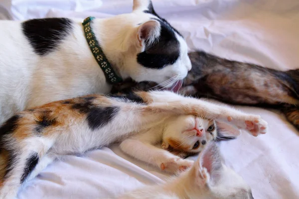 Kitten Kat Schattig Dier Huisdier Achtergrond — Stockfoto