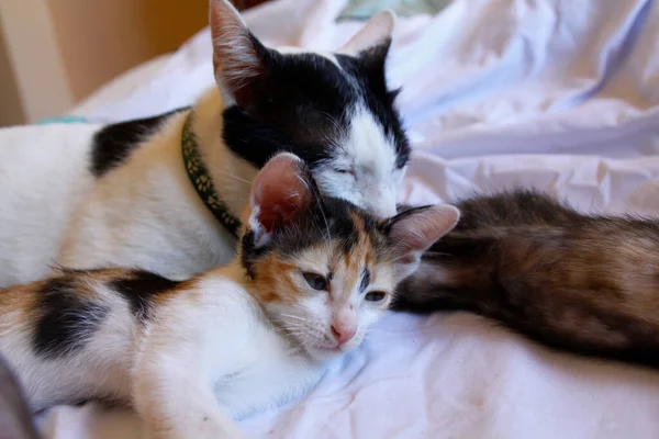 Kätzchen Katze Niedlich Tier Haustier Hintergrund — Stockfoto