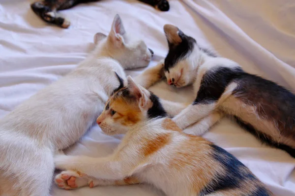 Γατάκι Γάτα Χαριτωμένο Ζώο Κατοικίδιο Ζώο Φόντο — Φωτογραφία Αρχείου
