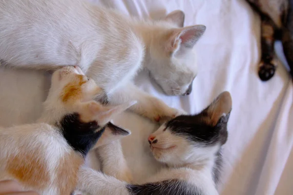 Kätzchen Katze Niedlich Tier Haustier Hintergrund — Stockfoto