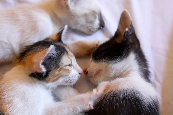 Kitten Kat Schattig Dier Huisdier Achtergrond — Stockfoto