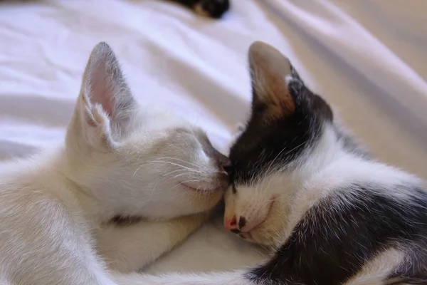 Gattino Gatto Carino Animale Domestico Sfondo — Foto Stock