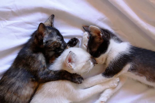 Kätzchen Katze Niedlich Tier Haustier Hintergrund — Stockfoto