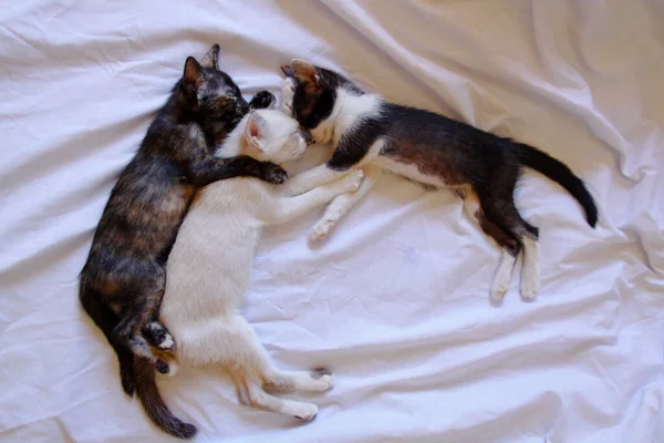 Kätzchen Katze Niedlich Tier Haustier Hintergrund — Stockfoto
