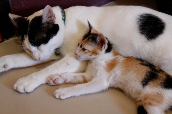 Gatinho Gato Bonito Animal Estimação Fundo — Fotografia de Stock