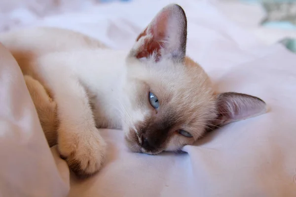 Kitten Cat Cute Animal Pet Background — Stock Photo, Image