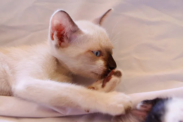 Yavru Kedi Sevimli Hayvan Arka Planı — Stok fotoğraf