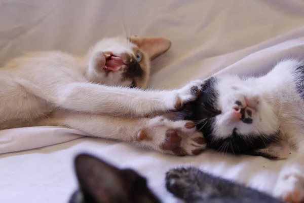 Gatinho Gato Bonito Animal Estimação Fundo — Fotografia de Stock