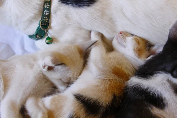 Kattunge Katt Söt Djur Husdjur Bakgrund — Stockfoto