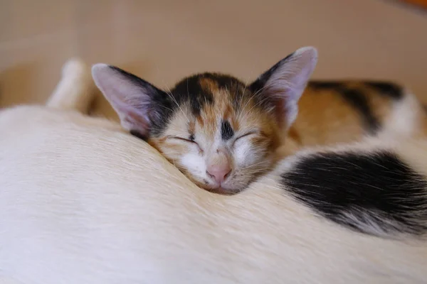 Kitten Kočka Roztomilé Zvíře Pet Pozadí — Stock fotografie