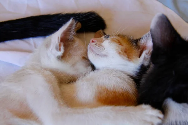 Kätzchen Katze Niedlich Tier Haustier Hintergrund — Stockfoto