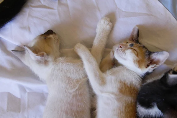 Kätzchen Katze Niedlich Tier Haustier Hintergrund — Stockfoto